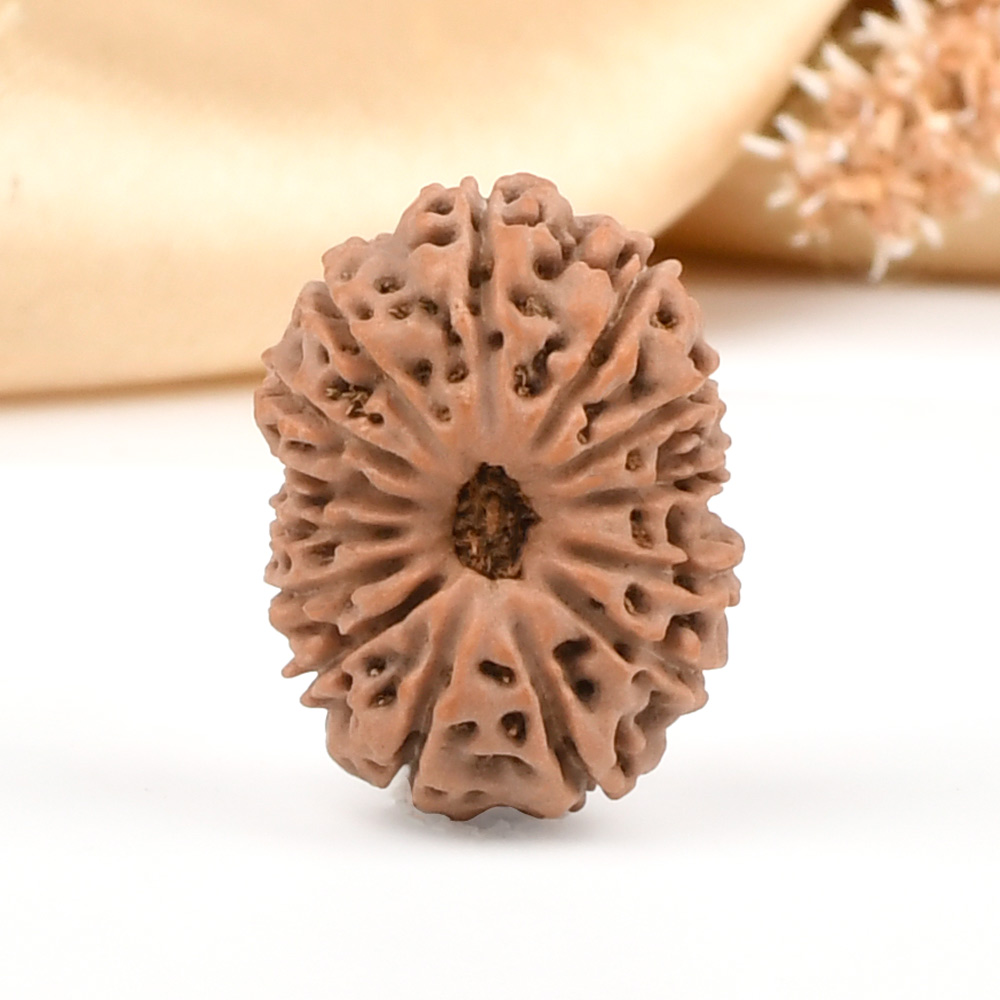 Collector 14 Mukhi from Java Indonesia - CXII