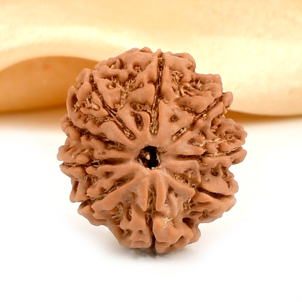 9 Mukhi from Nepal Small - DCCLVI