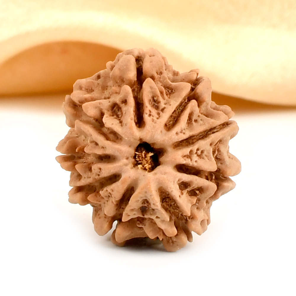 9 Mukhi from Nepal Small - DCCLVII