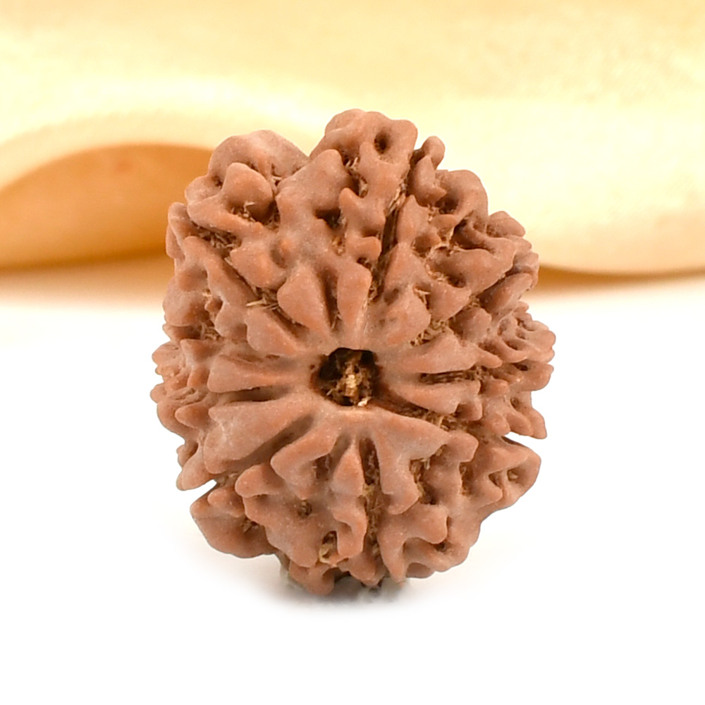 9 Mukhi from Nepal - DCV