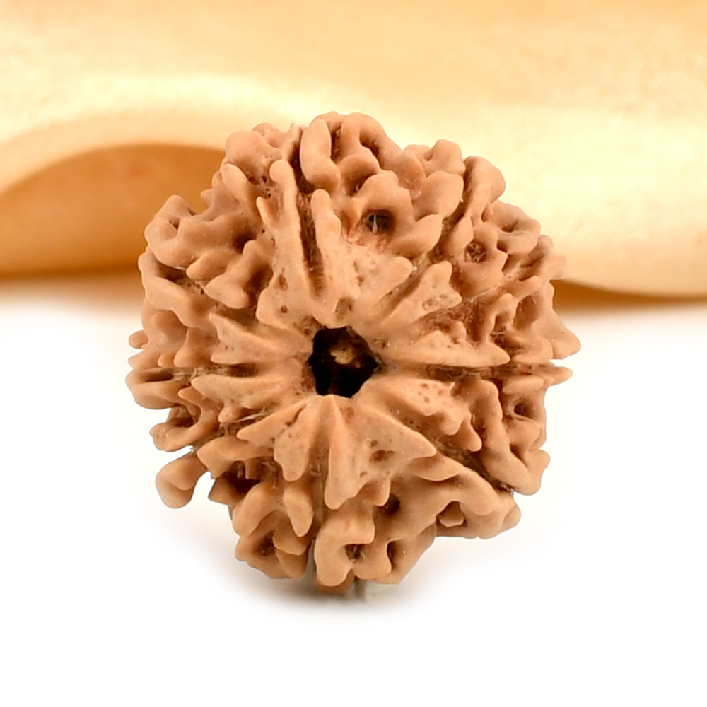 9 Mukhi from Nepal - DCVI