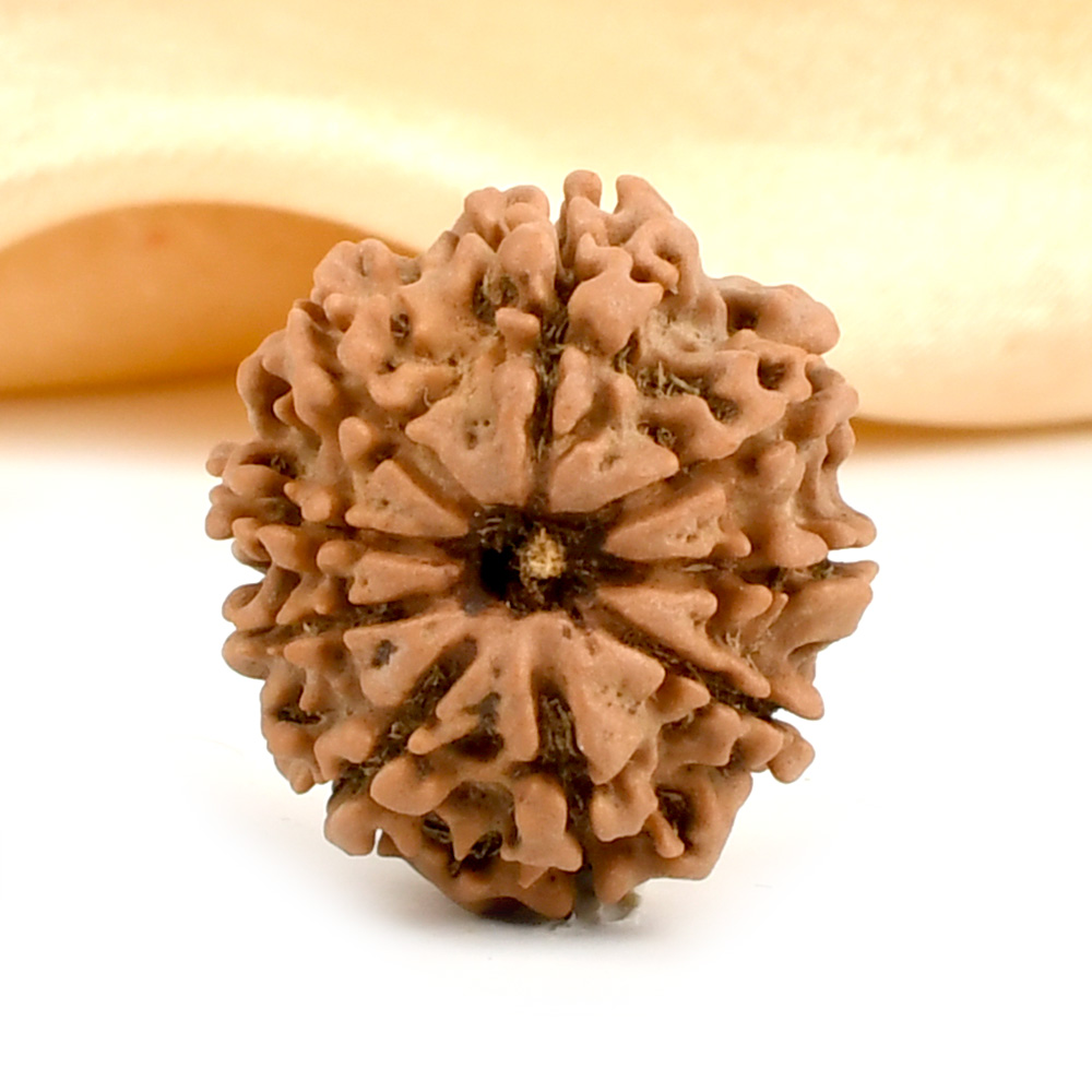 9 Mukhi from Nepal - DCVII