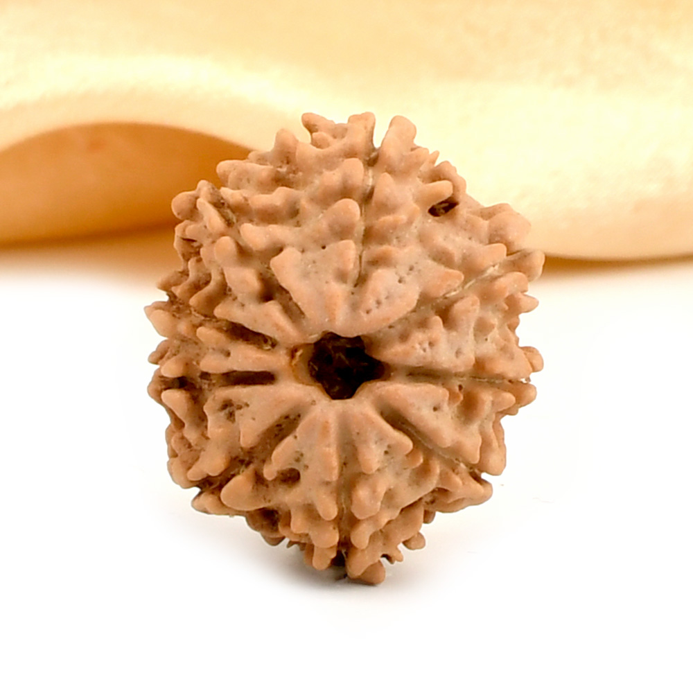 9 Mukhi from Nepal - DCVIII