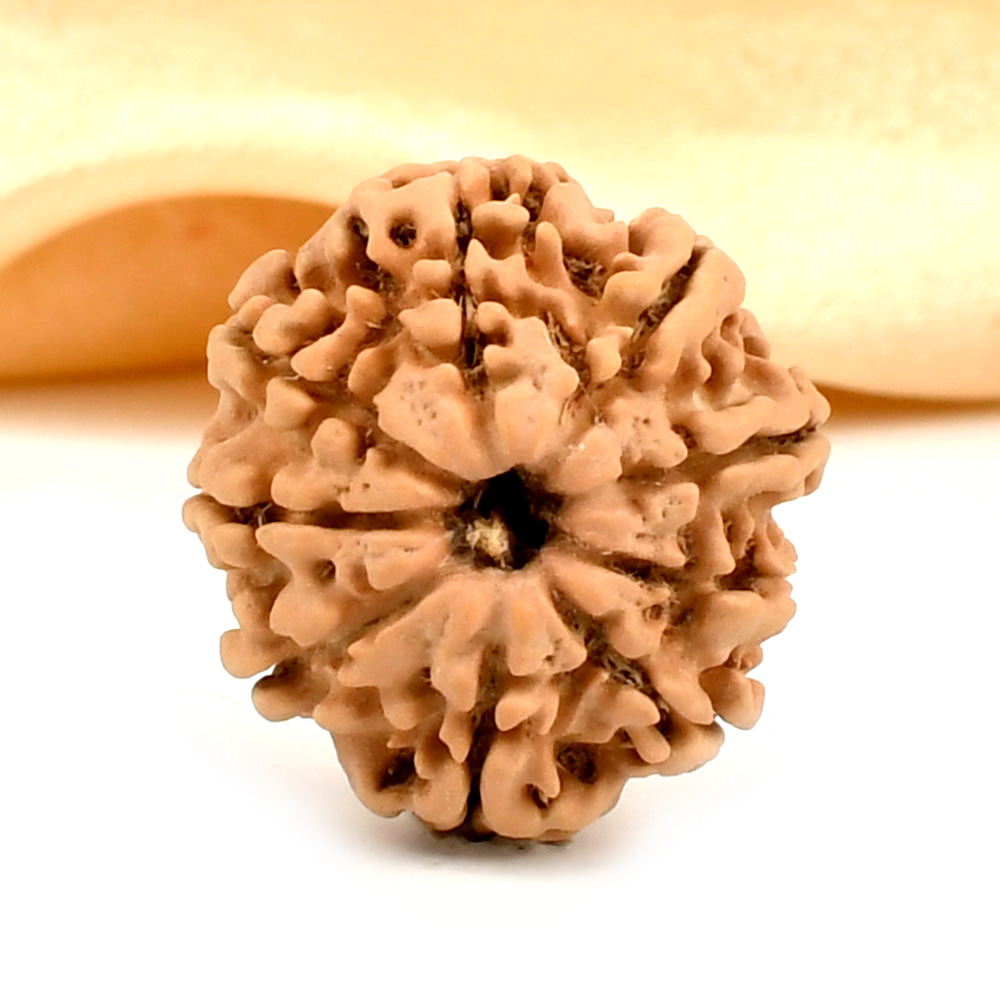 9 Mukhi from Nepal - DCIX