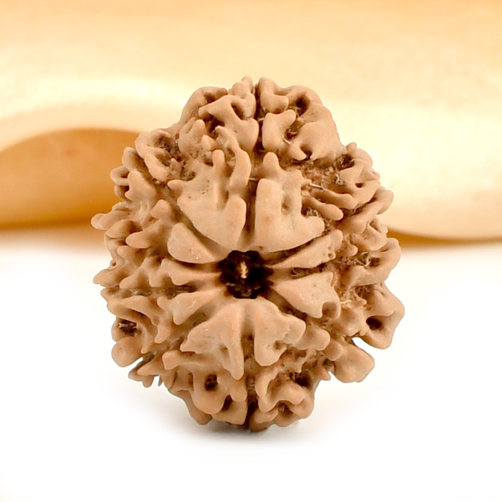 9 Mukhi from Nepal - DCX