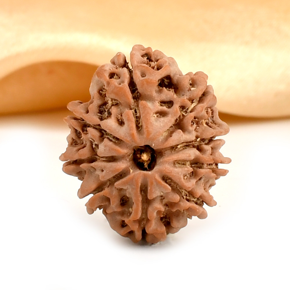 9 Mukhi from Nepal - DCXI