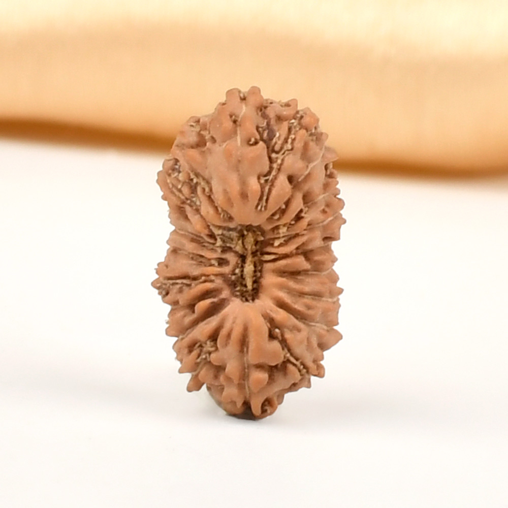 20 Mukhi from Java Indonesia Small - CXXI