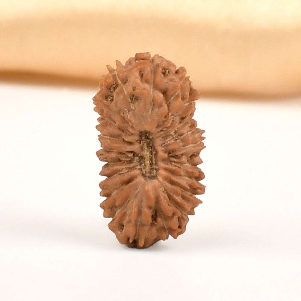 21 mukhi from Java Indonesia Small - XXV
