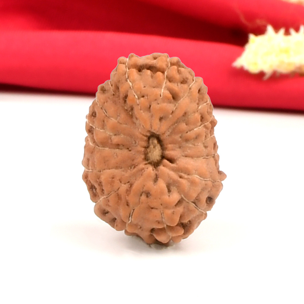 Collector 17 Mukhi From Java Indonesia - CXVII
