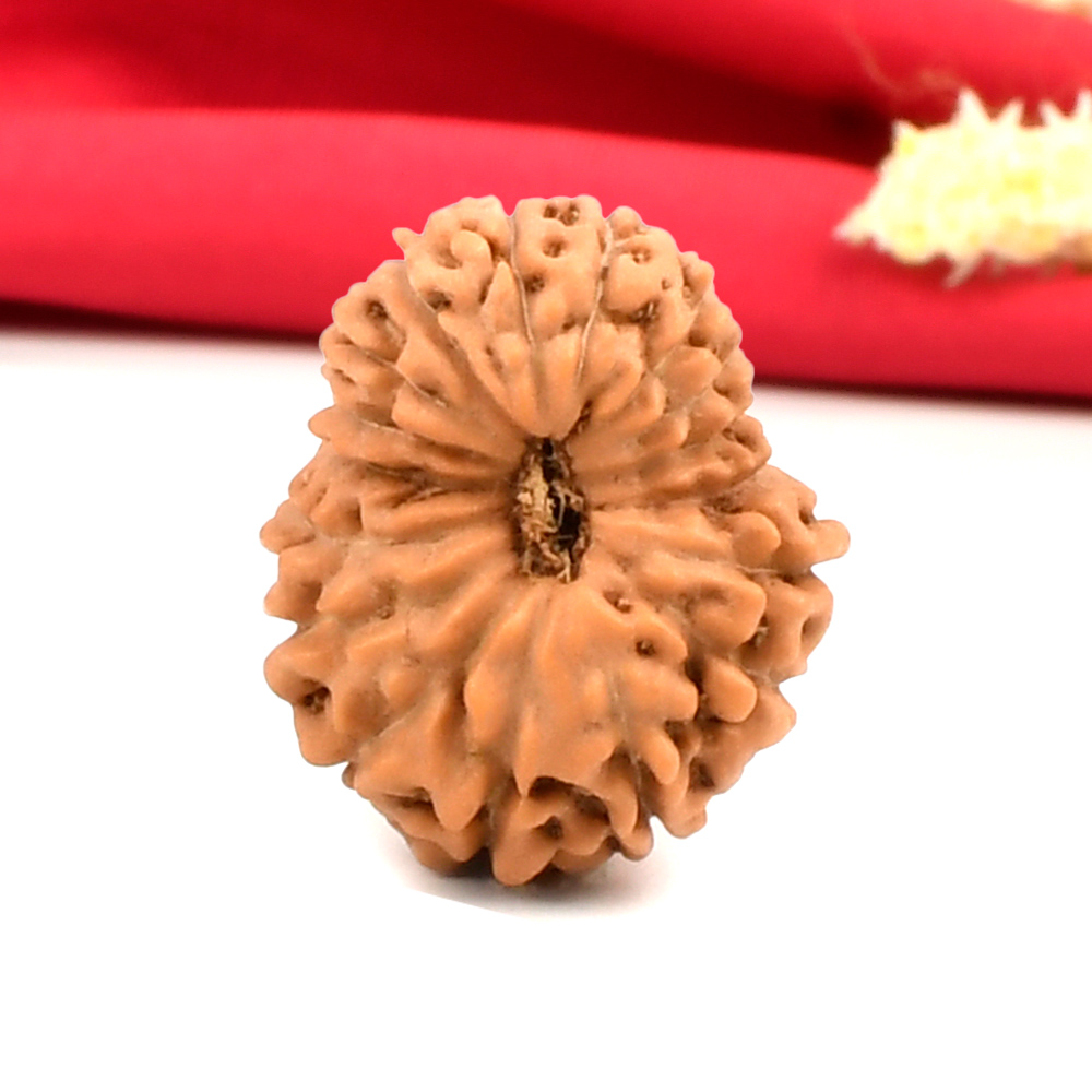 Collector 17 Mukhi From Java Indonesia - CXXXV