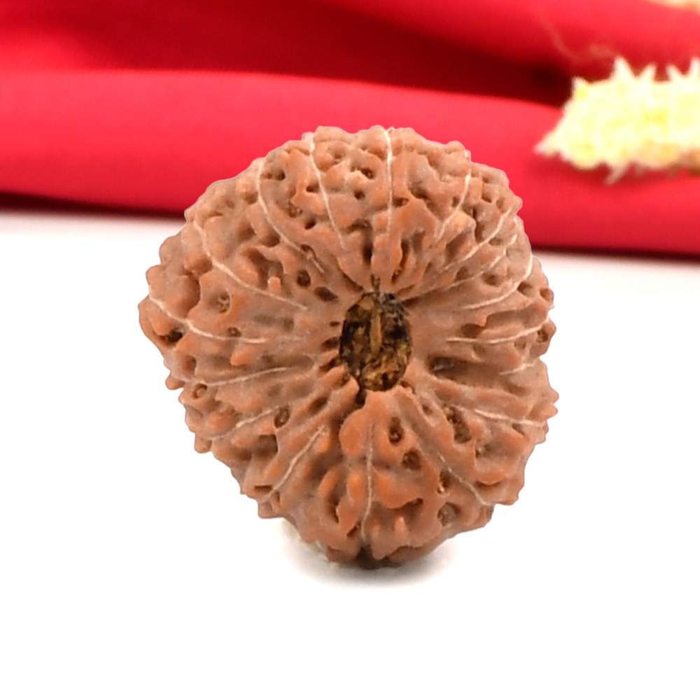 Collector 17 Mukhi From Java Indonesia - CXXXVI