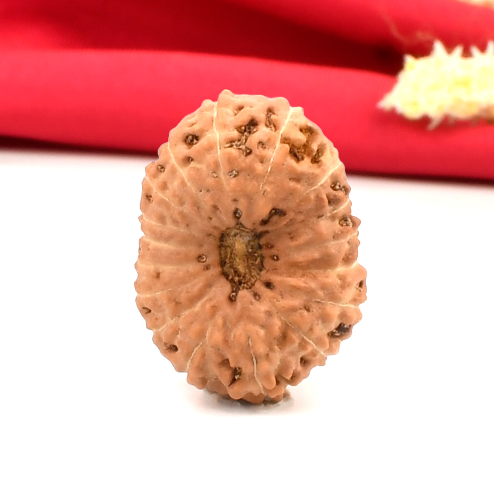 Collector 17 Mukhi From Java Indonesia - CXXXVII