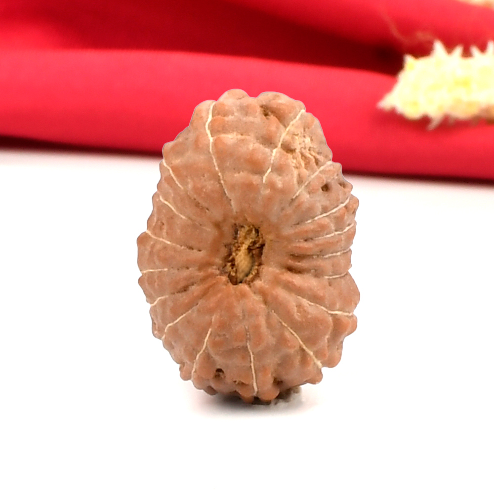 Collector 17 Mukhi From Java Indonesia - CXXXVIII