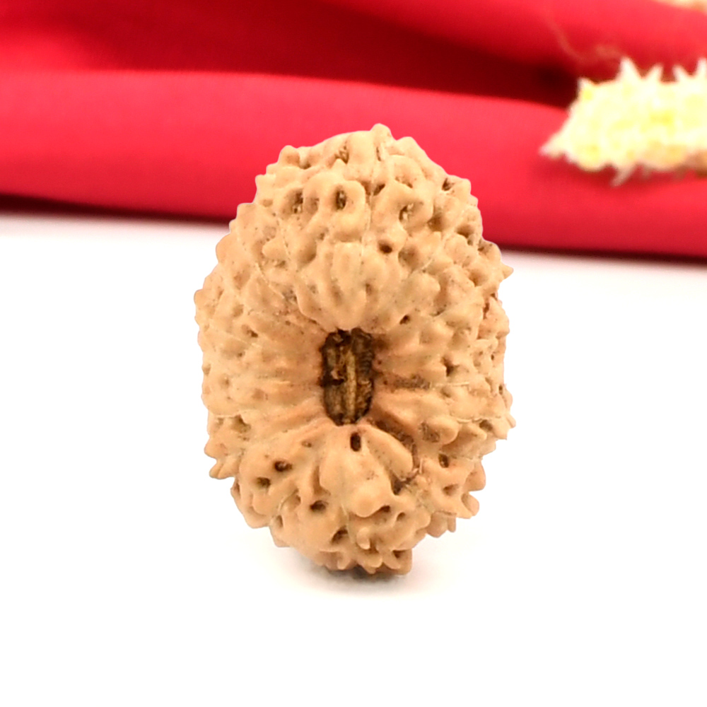 Collector 17 Mukhi From Java Indonesia - CXXXIX