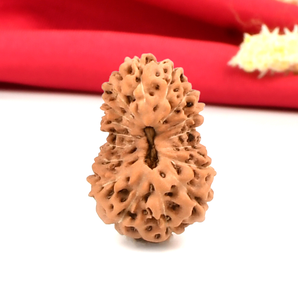 Collector 17 Mukhi From Java Indonesia - CXLVIII