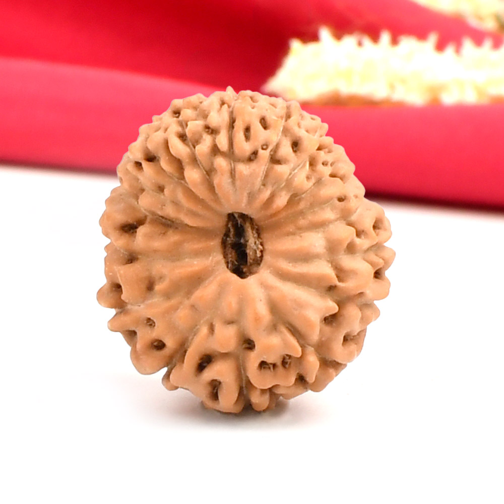 Collector 17 Mukhi From Java Indonesia - CLII