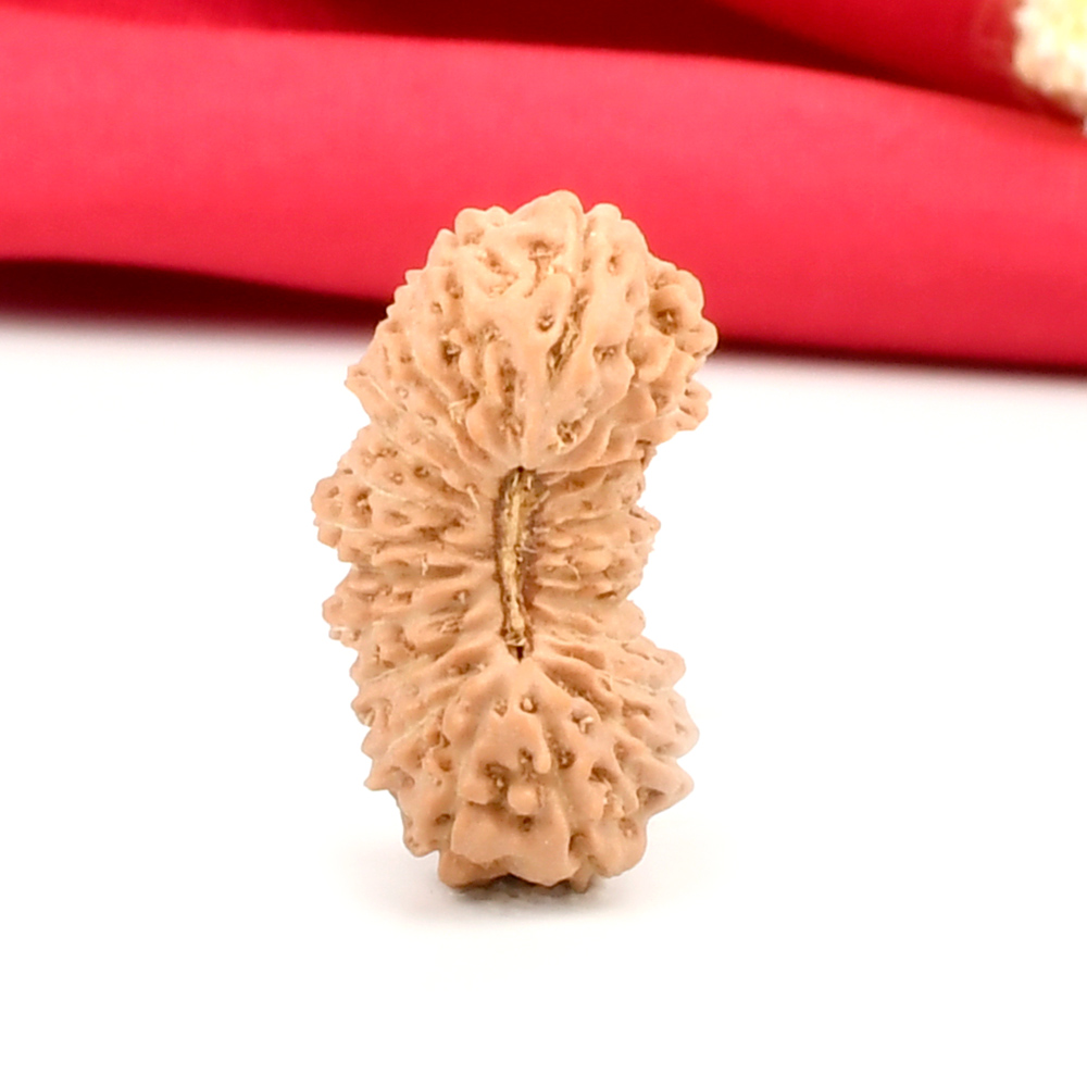 Collector 24 Mukhi from Java Indonesia - III
