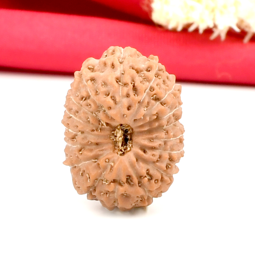 Collector 17 Mukhi From Java Indonesia - CLIII