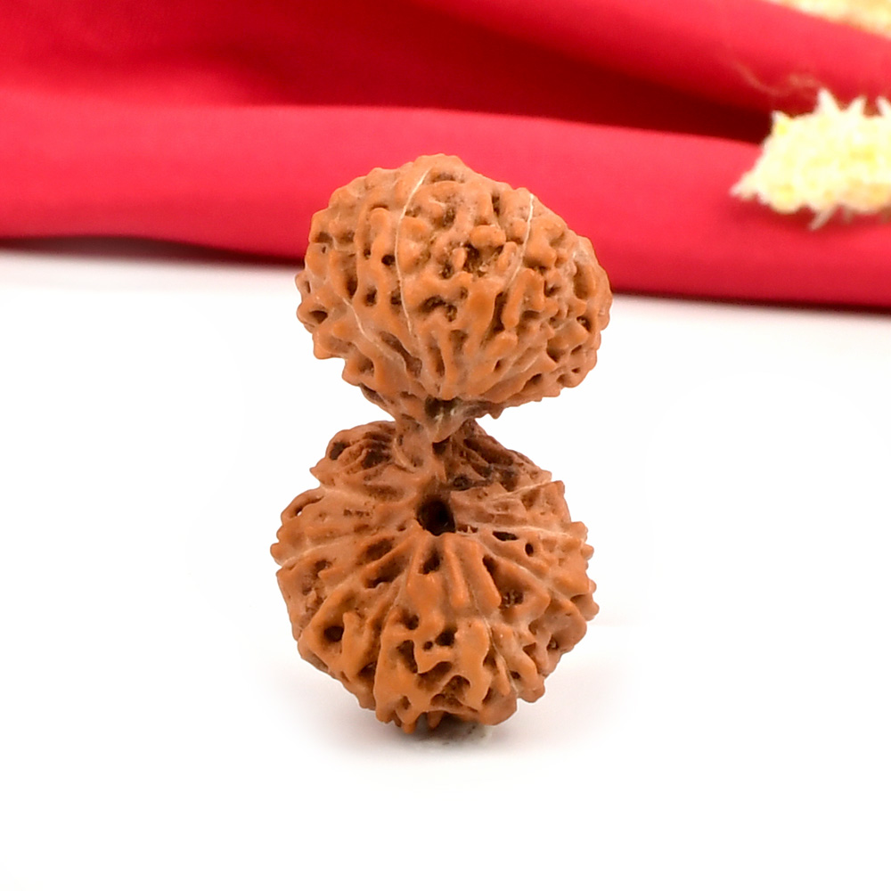 Collector Gauri Shankar 17 Mukhi from Java Indonesia - I