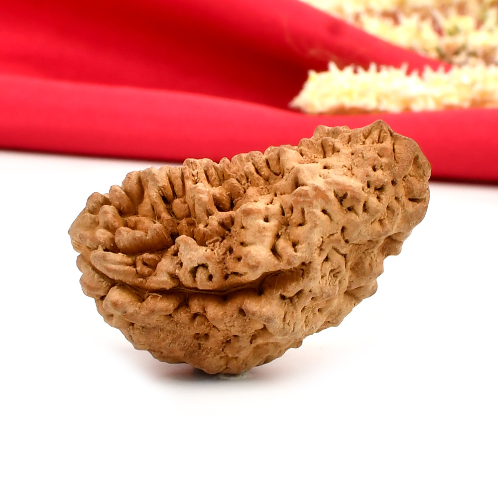 1 Mukhi Half Moon Collector - III