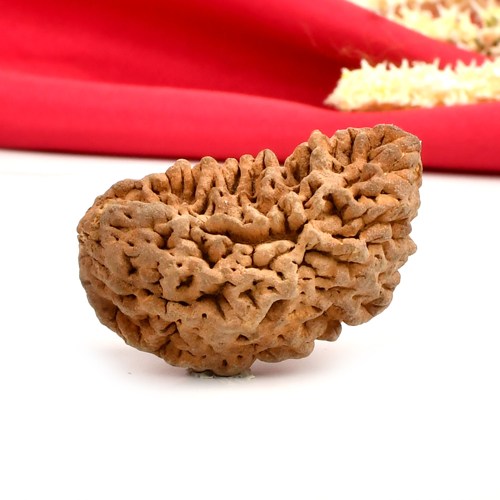 1 Mukhi Half Moon Collector - II