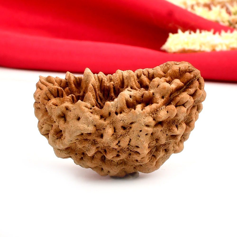 1 Mukhi Half Moon Super Collector - XVI