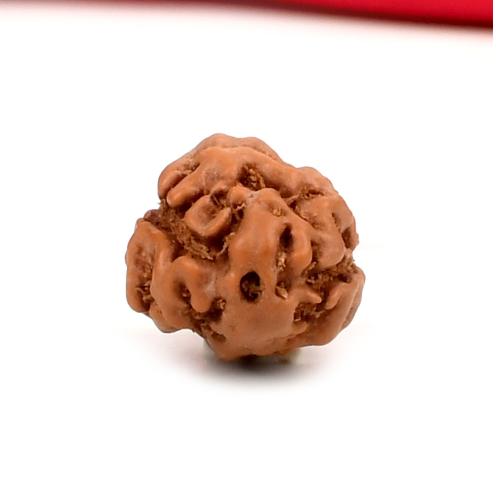 2 Mukhi from Java Indonesia Large - XXVII