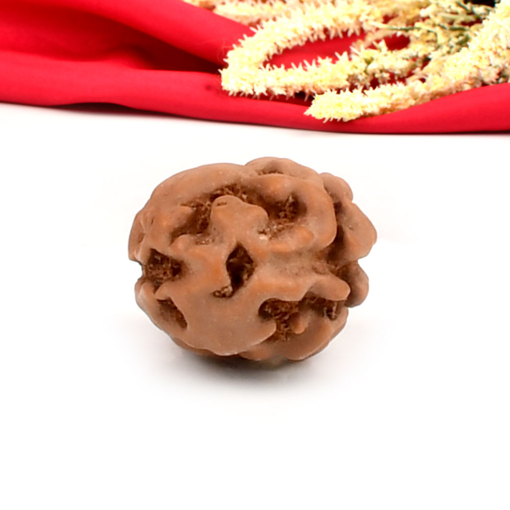 2 Mukhi from Java Indonesia Large - XXVIII