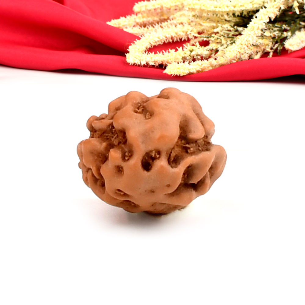 2 Mukhi from Java Indonesia Large - XXX