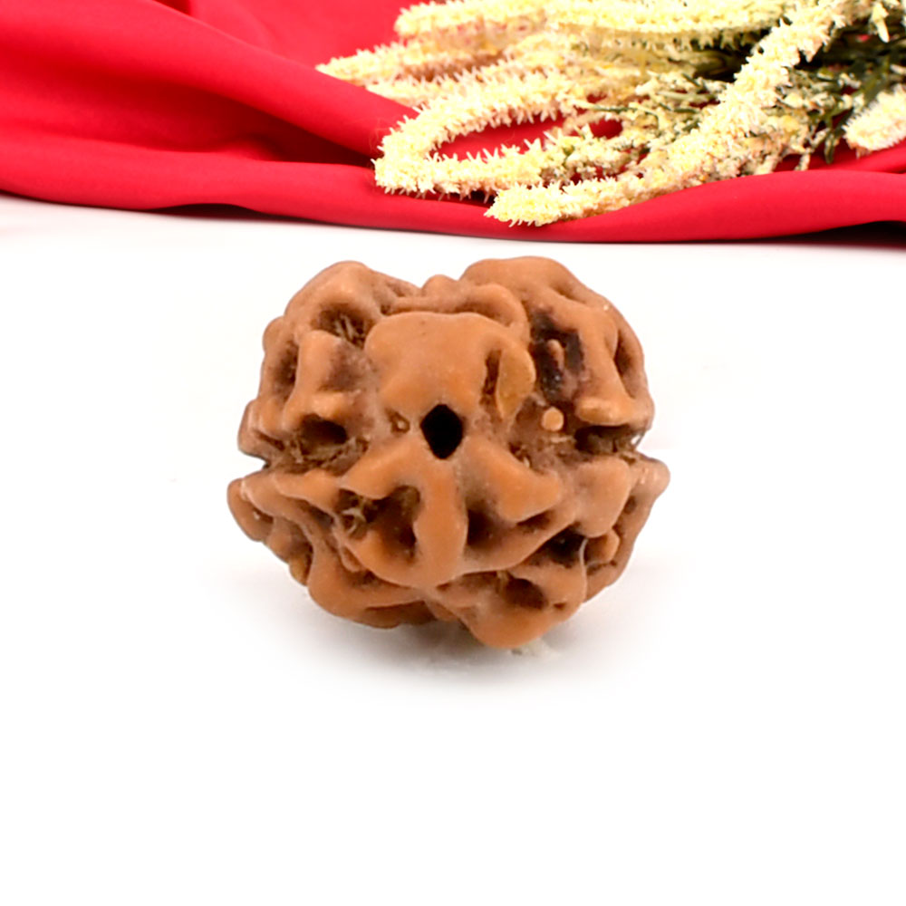 2 Mukhi from Java Indonesia Large - XXXI