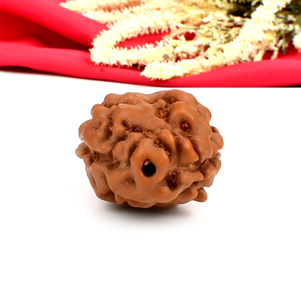 2 Mukhi from Java Indonesia Large - XVII