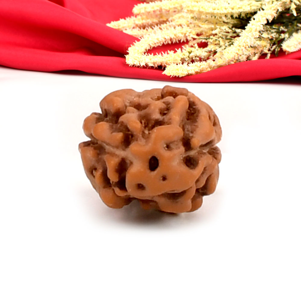 2 Mukhi from Java Indonesia Large - XXXII