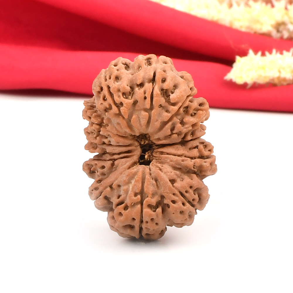 Super Collector 13 Mukhi from Nepal - CXVI