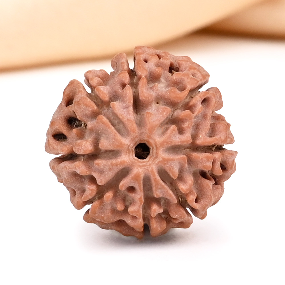 8 Mukhi from Nepal Small - CD