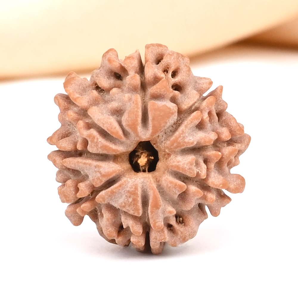 8 Mukhi from Nepal Small - CDI