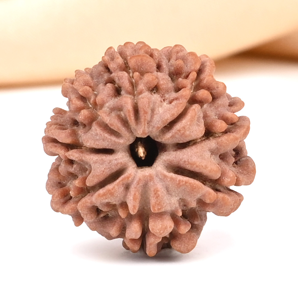 8 Mukhi from Nepal Small - CDII