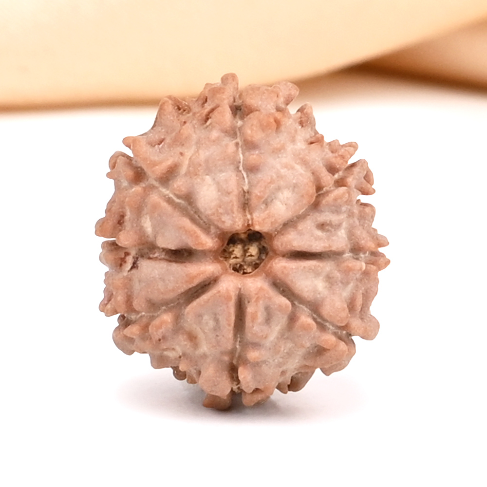 8 Mukhi from Nepal Small - CDIII