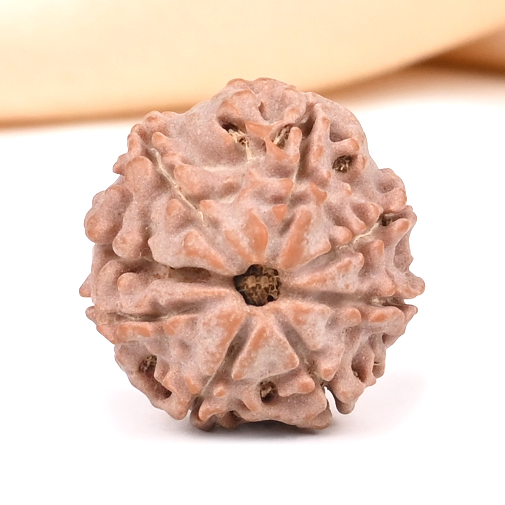 8 Mukhi from Nepal Small - CDV