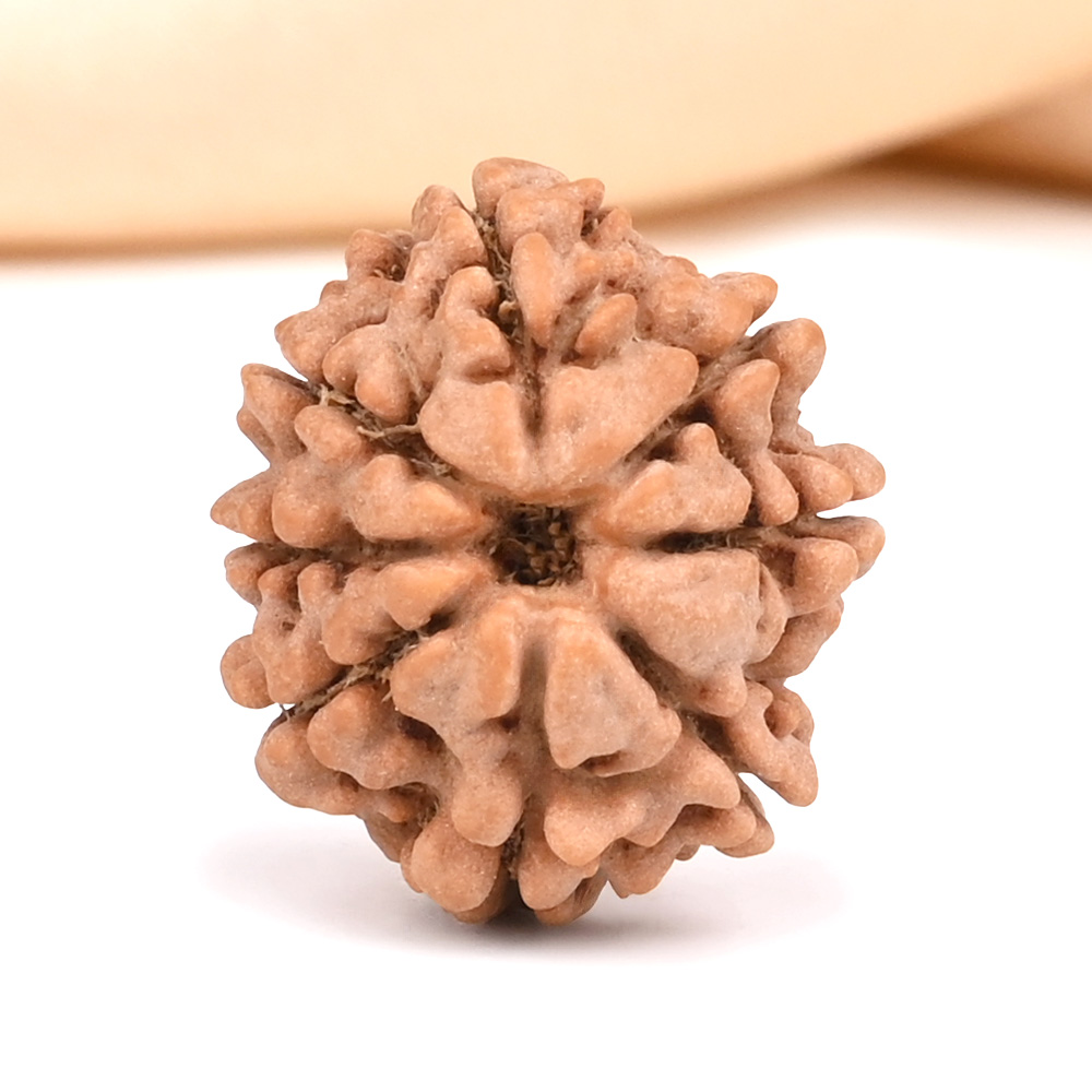 8 Mukhi from Nepal Small - CDVI