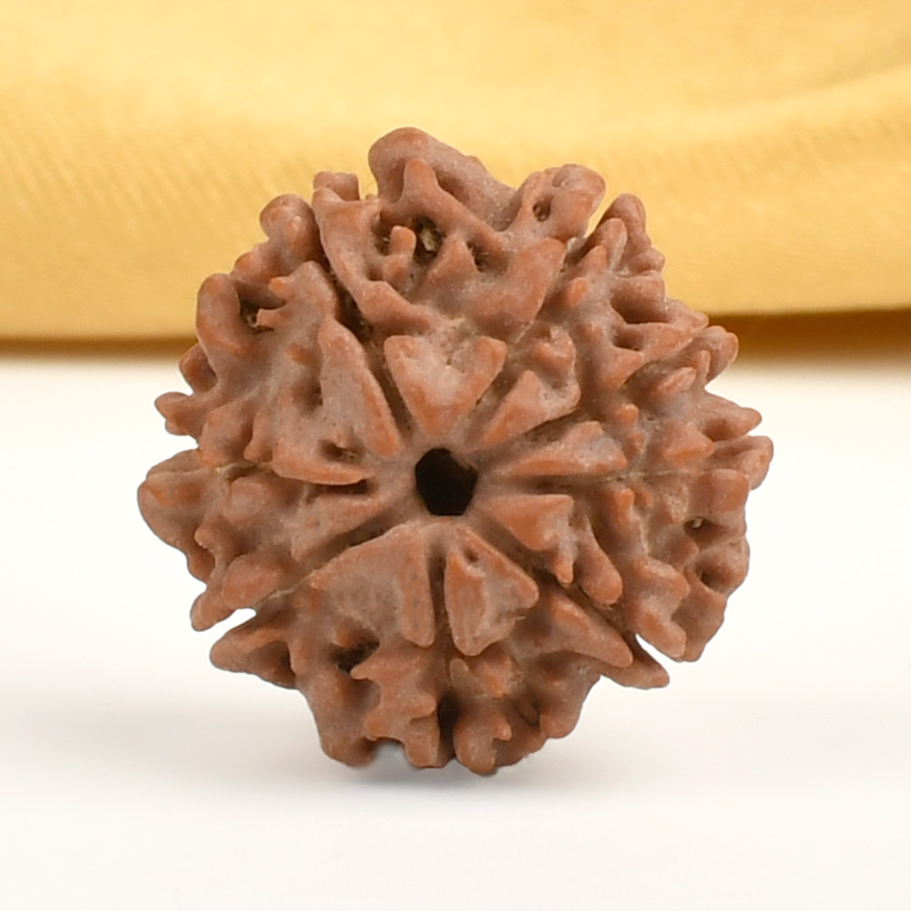 8 Mukhi from Nepal Small - CDVII