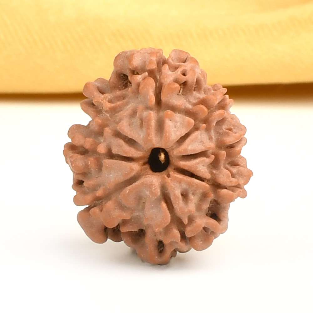 8 Mukhi from Nepal Small - CDXVI