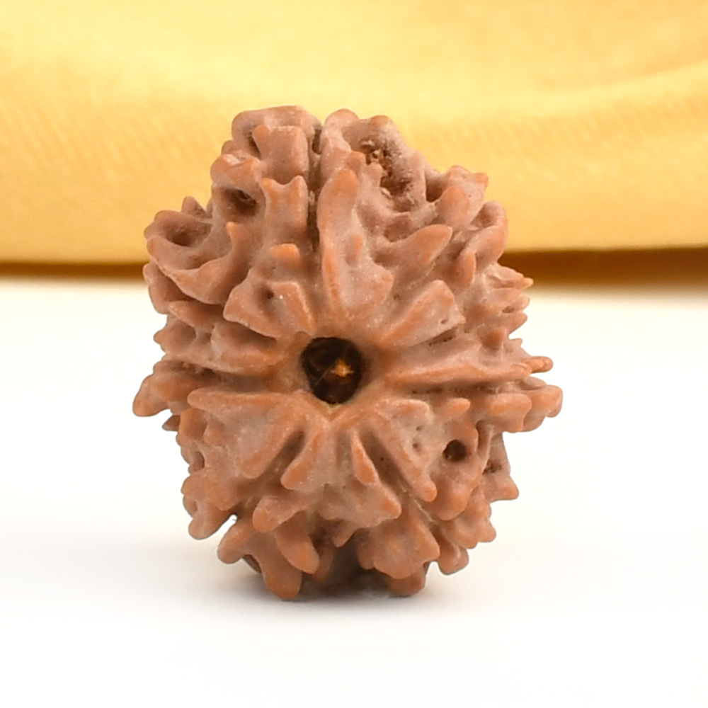 8 Mukhi from Nepal Small - CDXVII