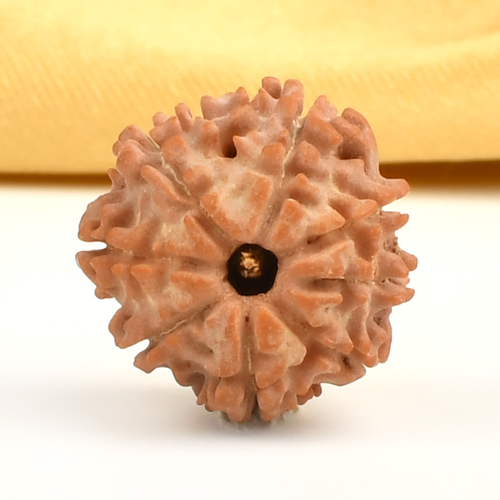 8 Mukhi from Nepal Small - CDXVIII