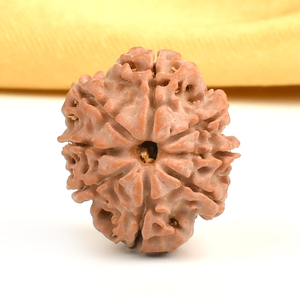 8 Mukhi from Nepal Small - CDXIX