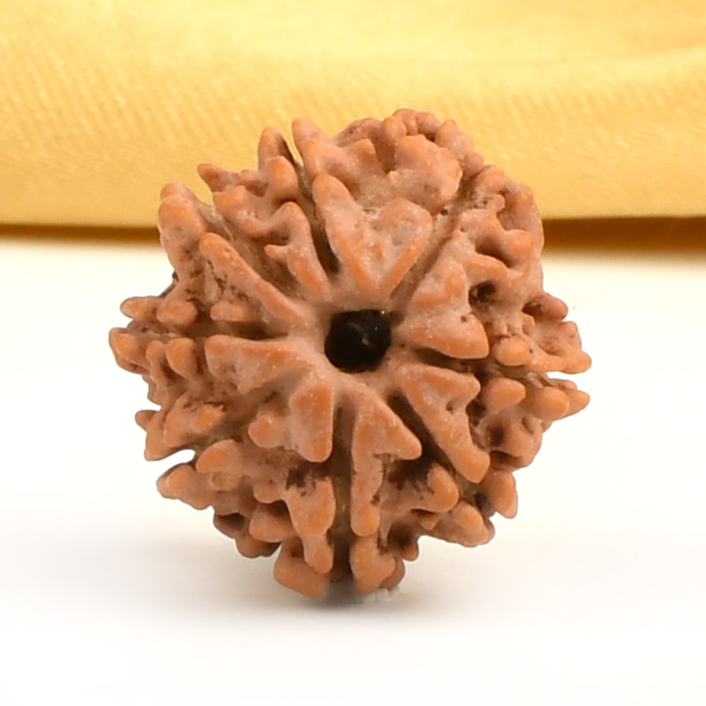 8 Mukhi from Nepal Small - CDXX