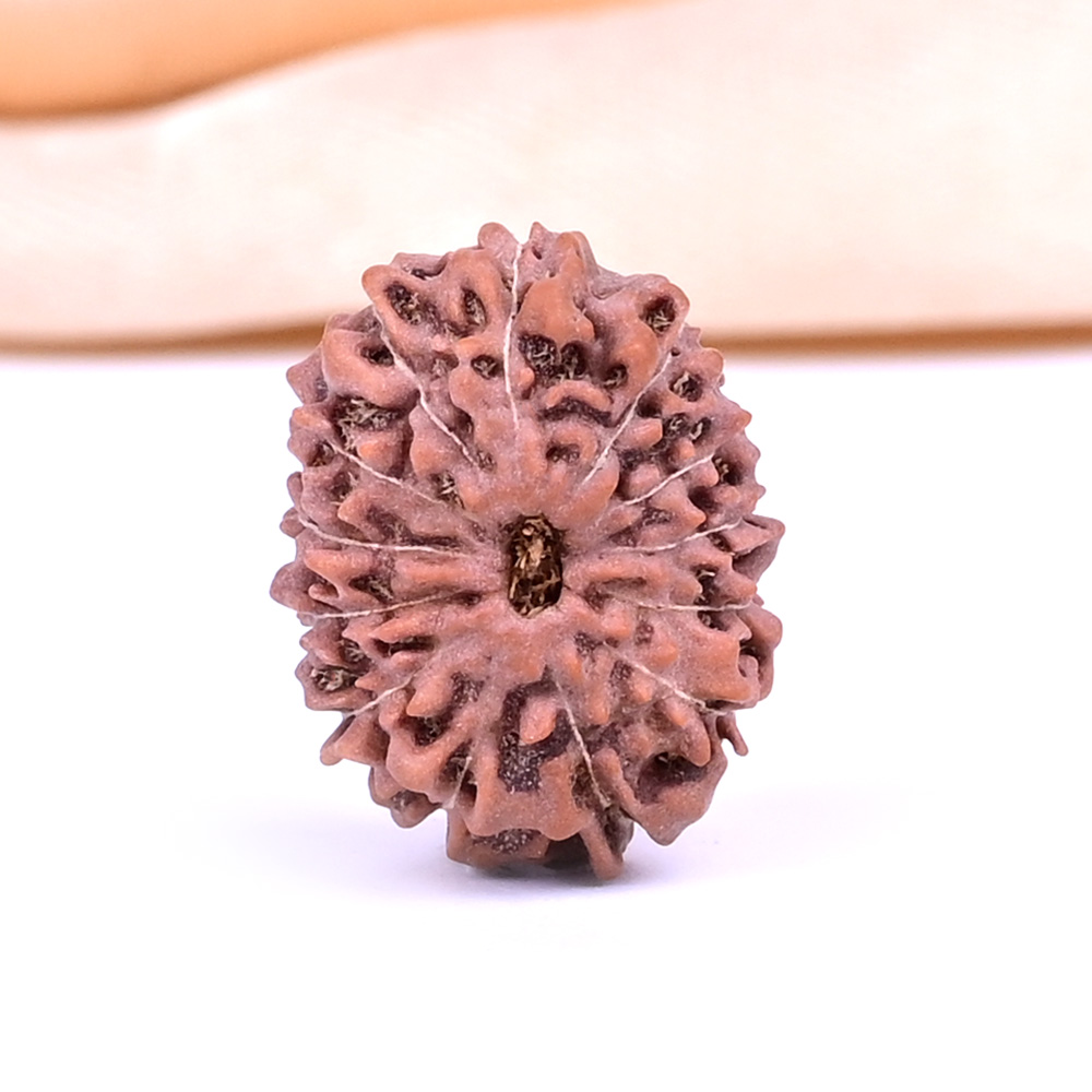 13 Mukhi from Java Indonesia - CCXXXIV