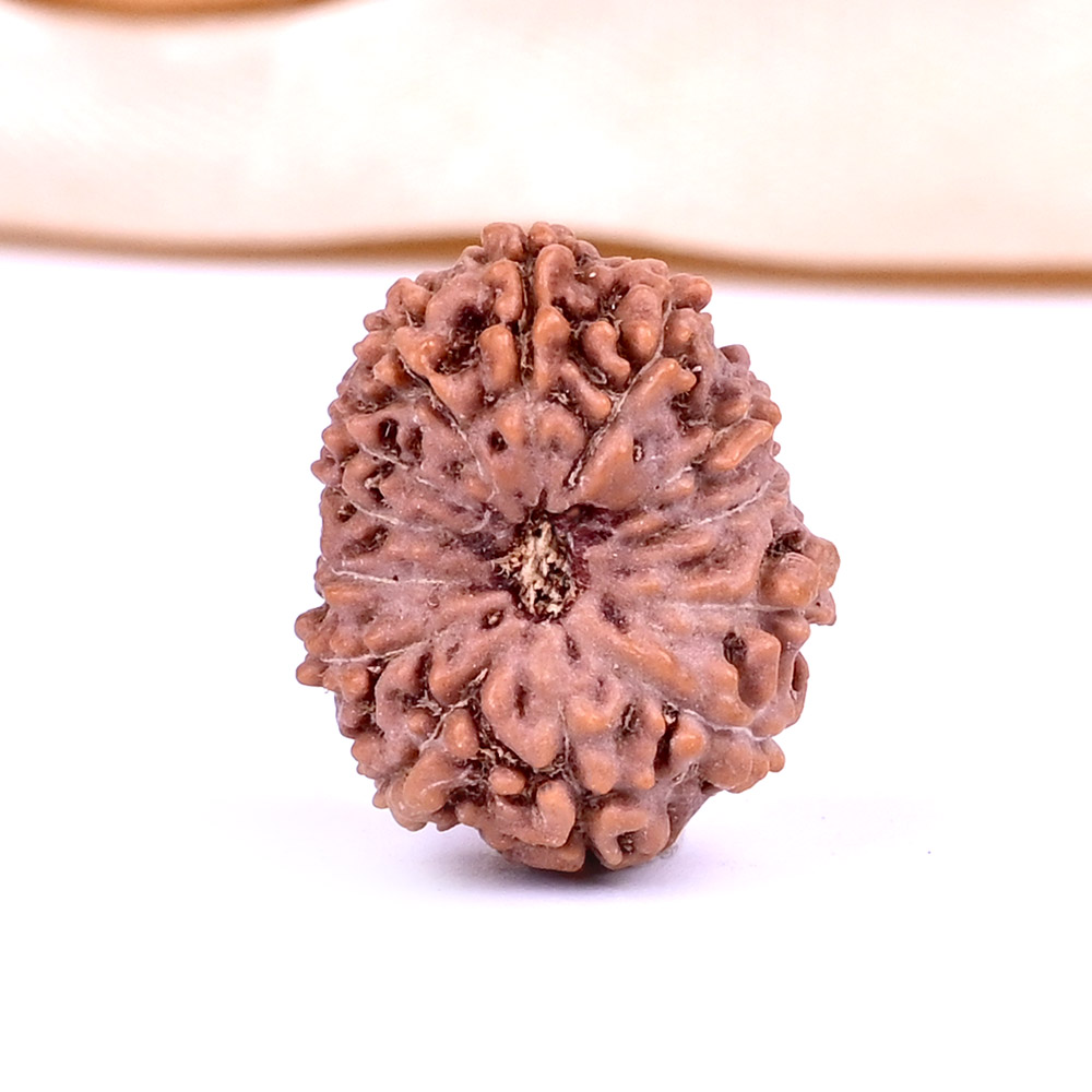 13 Mukhi from Java Indonesia - CCXXXV