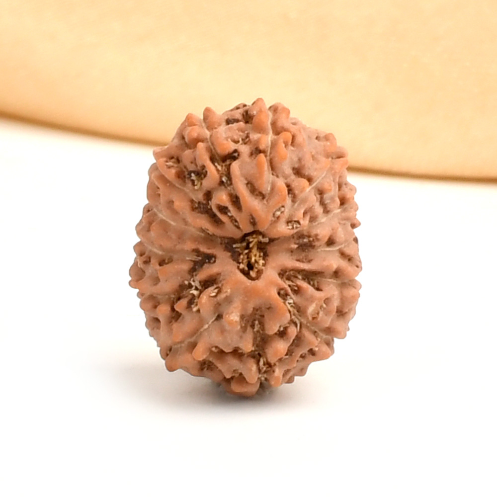 13 Mukhi from Java Indonesia - CCXXXVI