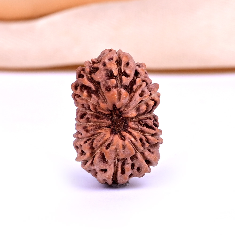 13 Mukhi from Java Indonesia - CCXXV