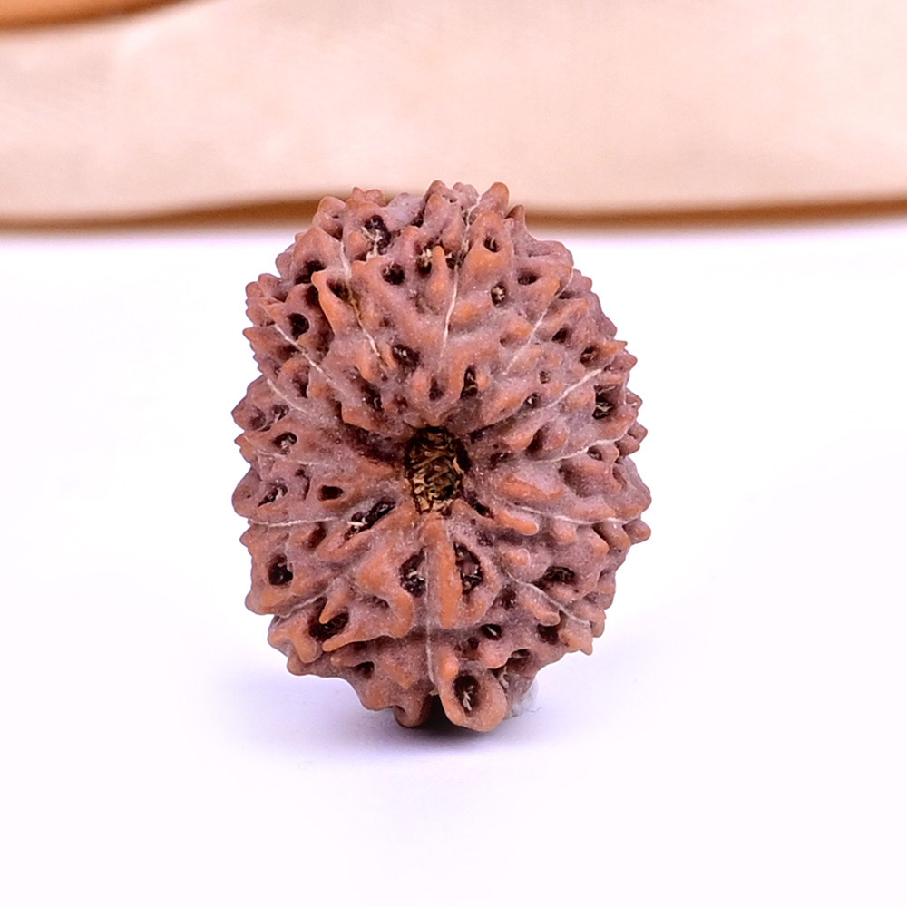 13 Mukhi from Java Indonesia - CCXXVI